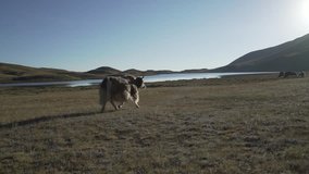 yak running in Asia steppe, close to lake Tulpar kul, Lenin Peak mountain in background. no color correction, flat profile color cinema. slow motion video