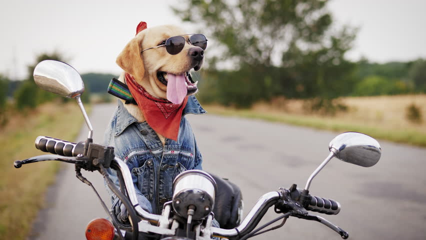 A Labrador dog wearing sunglasses is sitting on a motorcycle. A dog biker awaits the owner sitting and a motorcycle outdoors. Middle shot Royalty-Free Stock Footage #1016345338