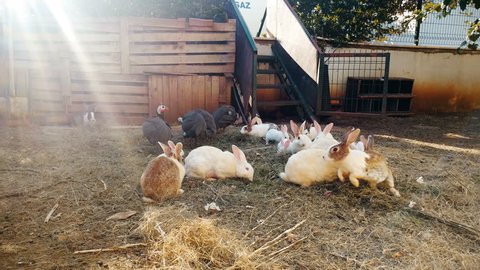 4k video of lots of domestic rabbits and birds behind the fence on farm