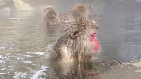 Snow monkey, Japanese Macaque, sitting in a hot spring, bath, pool, in Japan