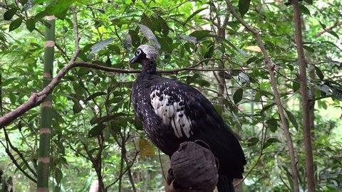 Black-fronted Piping Guan (Pipile jacutinga) in t the Brazil Bird Park. Foz do Iguacu, Brazil