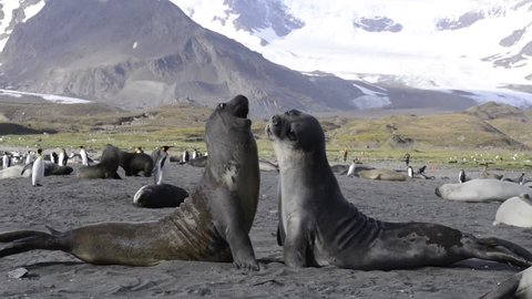 Elephant Seal fight