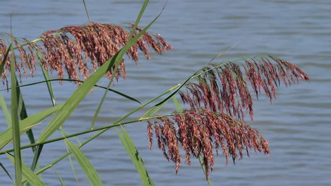 reed blooming closeup at shore in Altnau. lake Bodensee. CH Switzerland 13th Sept.2018