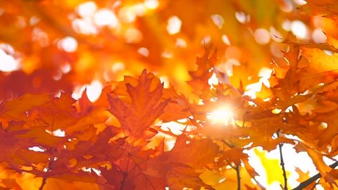 Autumn Leaves nature background, Leaf swinging on a tree in autumnal Park. Fall. Autumn colorful park. Sun flare.  Slow Motion Ultra high definition 3840X2160 4K UHD video footage