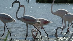 4k footage of pink flamingos warming up in the morning sun. some of them are eating. We are in a warm, sunny, but windy, morning of August.

