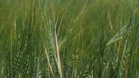 Green cones of wheat. Close up. Thin plants on wind. Behind indistinct green background.