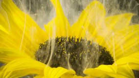 Amazing spreading of paint on a beautiful sunflower against black background. - Powered by Shutterstock - Get 15% off with code: PIKWIZARD15