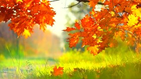 Autumn Landscape, Leaves swinging in a tree in autumnal Park. Fall. Autumn colorful park. Slow Motion Ultra high definition 3840X2160 4K UHD video footage