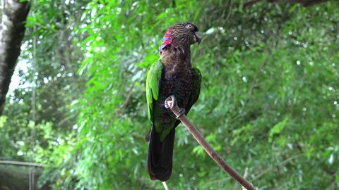 Red-fan parrot (Deroptyus accipitrinus).