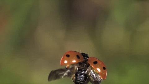 ladybug  flying Coccinella septempunctata seven-spot ladybird Ultra slow motion Hispeed 5000 fps