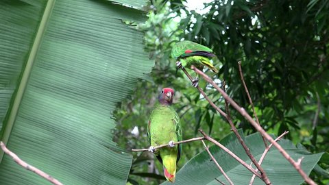 Red-tailed amazon (Amazona brasiliensis) & Turquoise-fronted amazon (Amazona aestiva) parrots.
