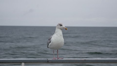 Seagull on the pier against sea
