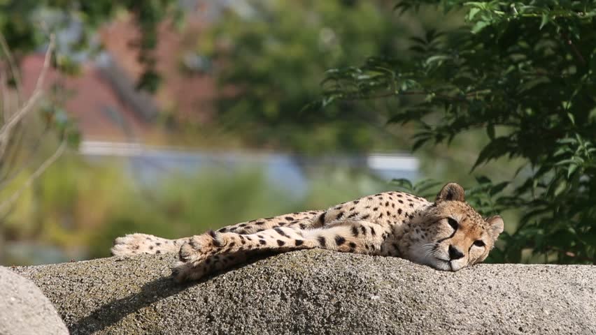Cheetah (Acinonyx jubatus) lounges on a rock, beautiful cat in captivity at the zoo