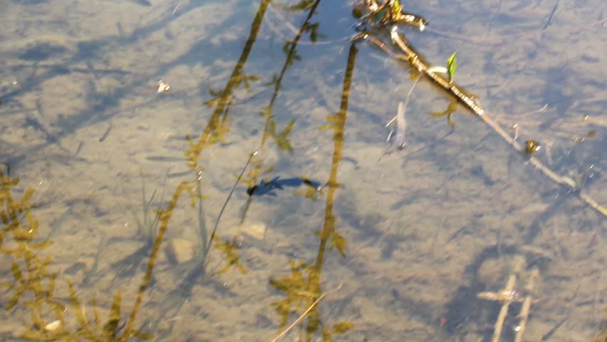 Small catfish fish swimming in the river, nature brown background