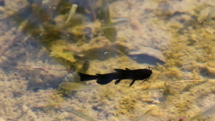 Small catfish fish swimming in the river, nature brown background