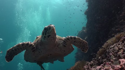 The hawksbill sea turtle (Eretmochelys imbricata) floats to the camera and tries to bite the lens