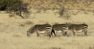 Cape mountain zebras (Equus zebra) grazing in open grassland, Mountain Zebra National Park, South Africa