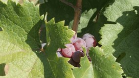 Hidden grapes in a vineyard slow pan 4K footage