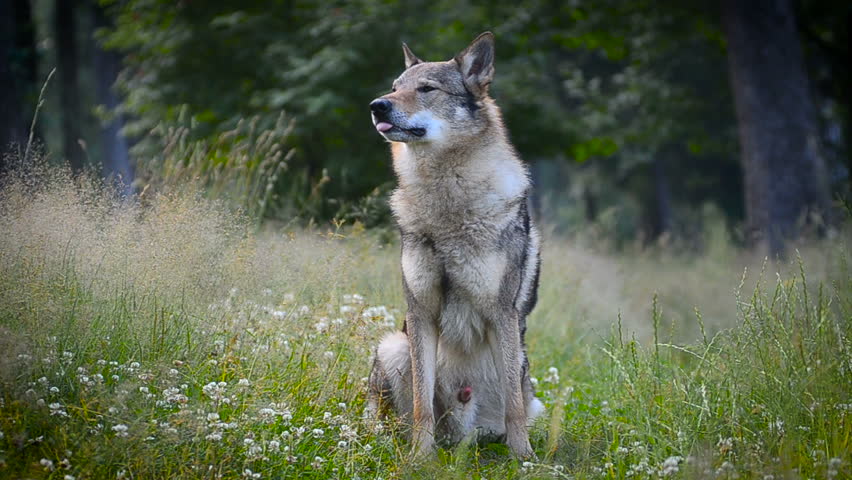 Волк серый. Волк сидит. Волк сидит. Волк сидит. Сибирский лесной волк.