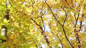 Autumn sunny golden landscape. Colorful golden, yellow, orange and brown autumnal chestnut tree leaves background. Real time full hd video footage.