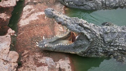 big crocodile opens its mouth