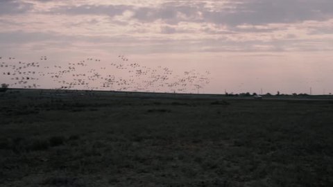 Flock of birds flying away from a big field in the evening