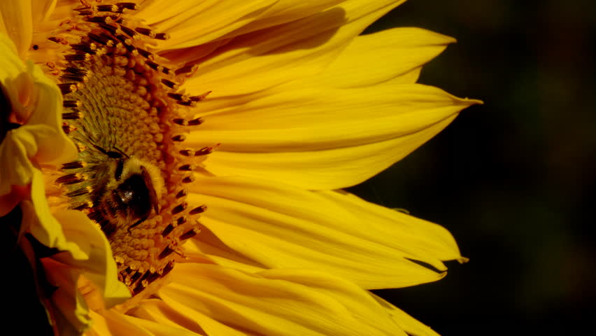 Bumblebee is on a flower of a sunflower