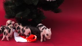 new year 2019. The year of the pig. pink mini pigs on red background under New Year tree. Little pigs playing with a garland and Santa Claus hat. New Year's background 2019. 4k video. Pig closeup. 