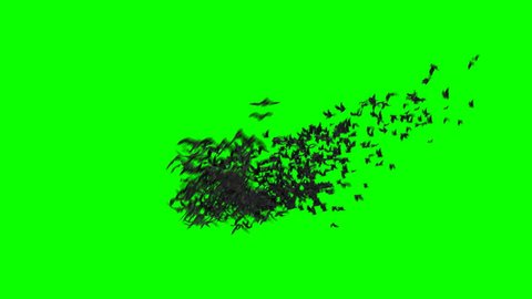 bats Halloween birds green screen footage alpha