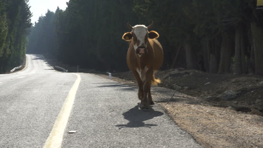 Cow Crossing The Road