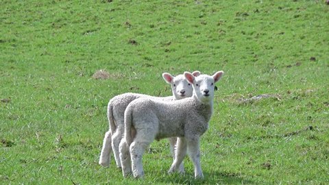 Two young lambs curiously looking at camera