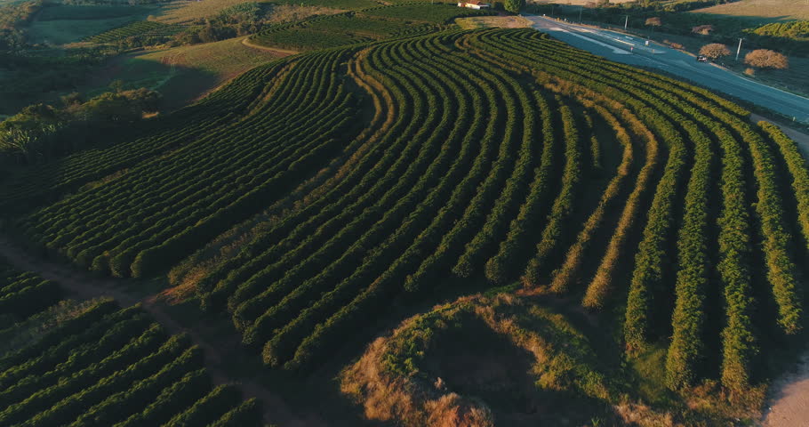 Coffee field in Minas Gerais, Brasil. Image made at sunset