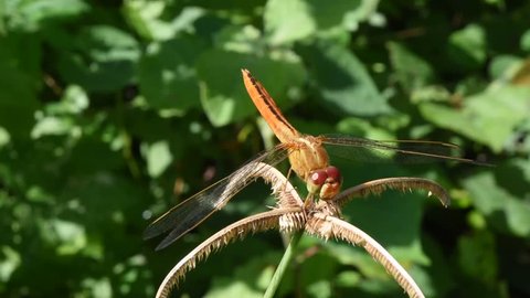 Orange color dragonfly  with black patterned on its body and big red eye resting on flower with natural green background