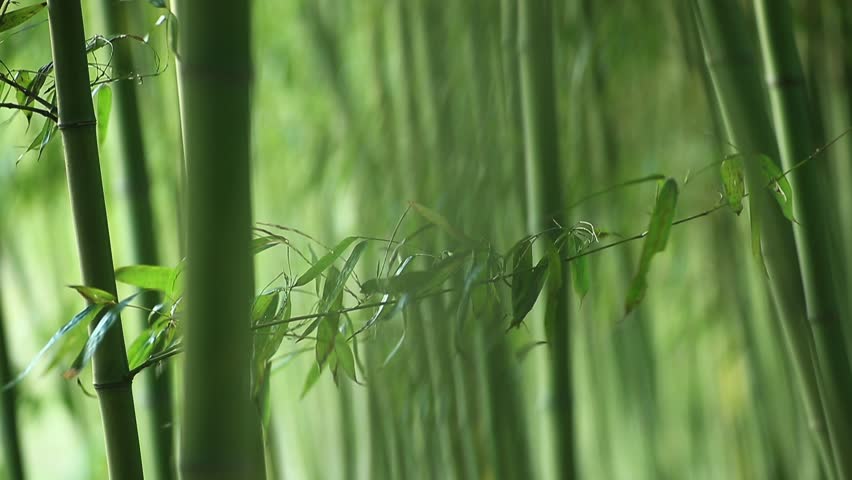 picture windy bamboo forest branches leaves Stock Footage Video (100% ...