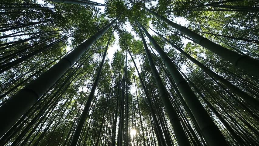 This is a picture of bamboo forest.
It is a view from the low angle of the windy bamboo forest, clear sky, and the clouds. Royalty-Free Stock Footage #1016421283
