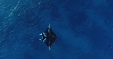 Aerial footage of manta ray gliding through crystal clear, blue ocean water in Kailua Kona, Hawaii.