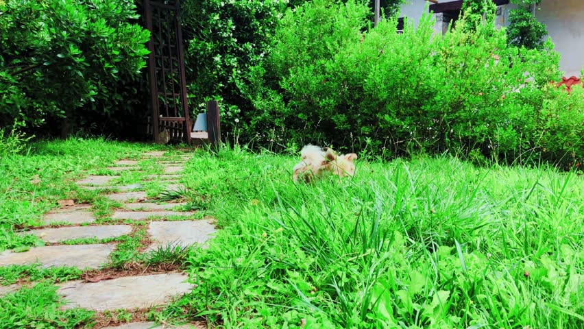 dog plays in the grass