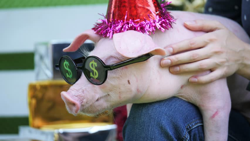 A girl is holding on her knees a pig with christmas deer horns and in sunglasses