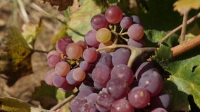 Shallow DOF of grapes in a vineyard close-up 4K video