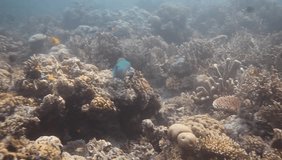 wide angle nature video on coral reef: big colorful parot fish eating and swimming over coral formation, in Indonesia, Asia during a dive