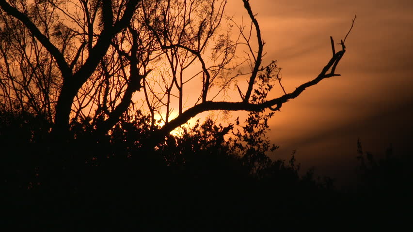 a Texas Sunset with trees in foreground
