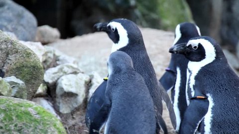 group of humboldt penguin
