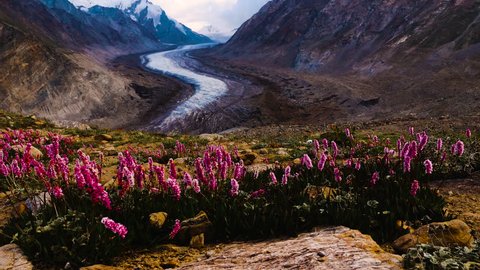 Beautiful landscpe  of Drang-Drung Glacier with flowers in the wind, Mountain glacier on zanskar road at Himalaya Range, Jammu and Kashmir, Ladakh India.