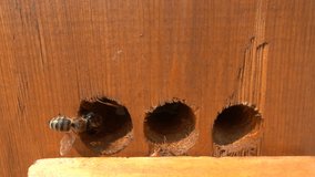 Honey bees taking off from hive filmed in slow motion