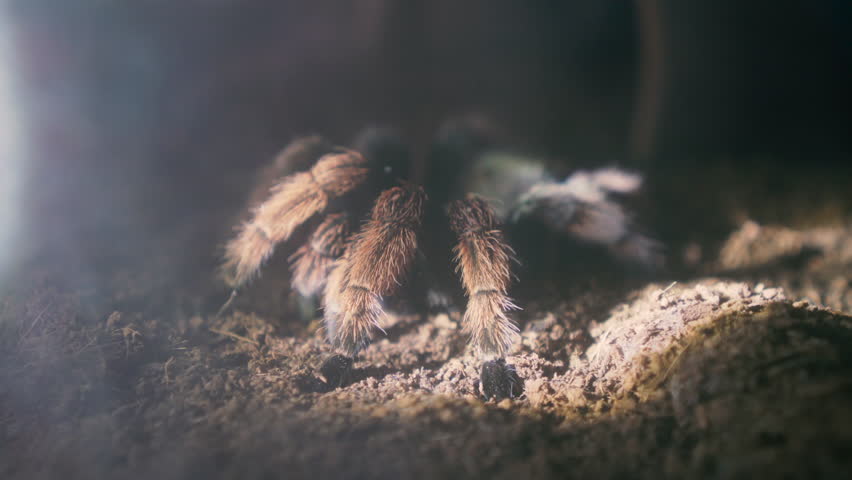 Close up shot, brown spider on ground with lighting from searching in night