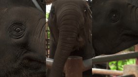 Vertical Video for Social Media Applications on Mobile Devices. Baby Asian Elephant (Elephas maximus) in Enclosure in Thailand