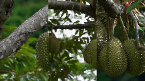 Vertical Video for Social Media Applications on Mobile Devices. Durian (Durio) Hanging on a Tree Branch. Exotic Fruit of Thailand