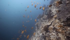 underwater world video: many colorful fish swimming near sea coral formation, in Indonesia, Asia, outdoors on a sunny day with natural sunlight