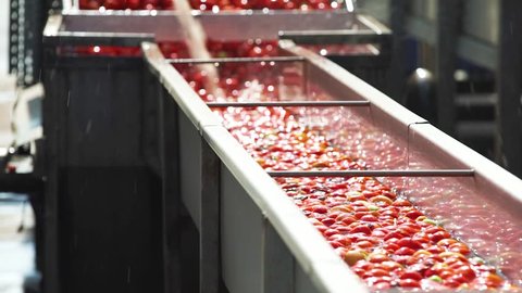 Canning Factory. Production of Tomato Paste and Canned Vegetable Products. Tomatoes on a Water Cushion Move Along the Conveyor