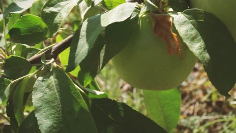 Apple tree harvest, organic green apples. 4K